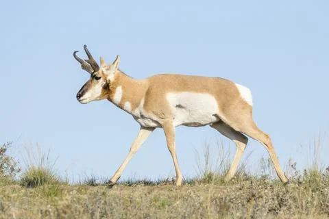 Antelope walking in the field. Stock Photos