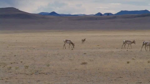 Antelope Walking Stock Footage 882888