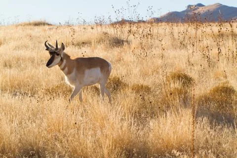 Antelope walking forward Stock-Fotos