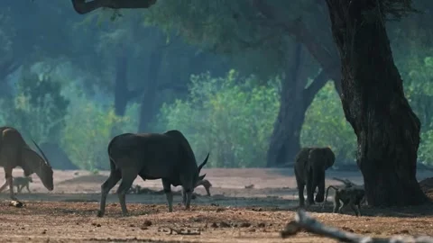 Antelope Walking in Sunlight Stock Footage 321837136