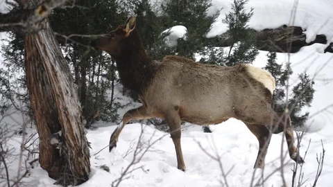 Antelope walking through the bare trees in Yellowstone National Park 動画素材 91147448