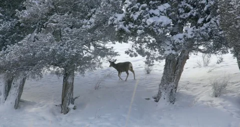 Antelope walking through the trees in Yellowstone National Park during winter Stock Footage 93375921