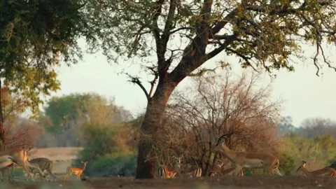 Antelope Walking Under Tree Stock Footage 321839293