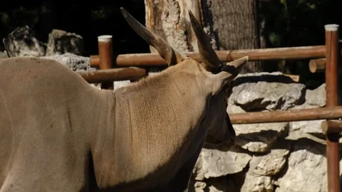 An antelope walking in a zoo enclosure while flies gather around its eyes in Stock Footage 325794033