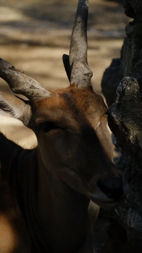 An antelope walks inside a zoo enclosure with soft natural light on its face Stock Footage 325741097