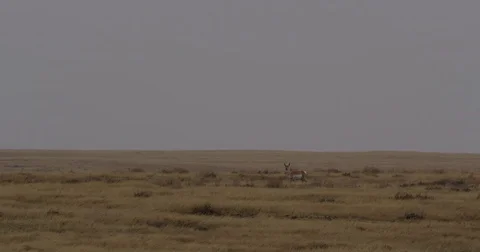 Antelope walks as three others run in background Video stock 81483848
