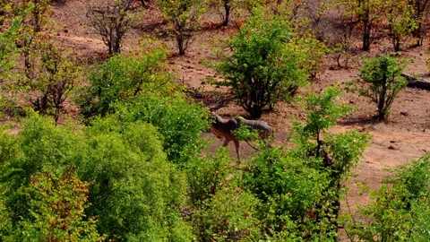 An antelope walks through scrub in the African bush Stock-Footage 345521172