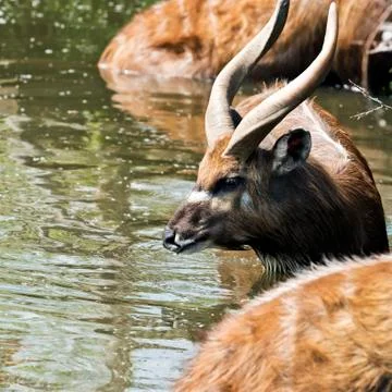 Antelope in water Stock Photos