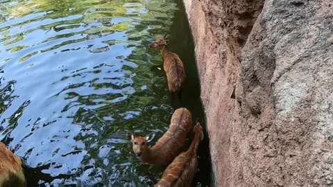 Antelope, western sitatunga standing in shallow water looking. Video stock 220616545
