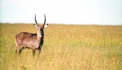 Antelope in the woods Foto stock