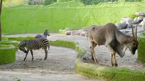 Antelope zebra wildebeest Stock Footage 195578771