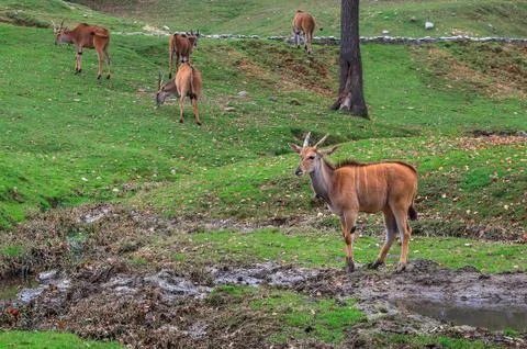 Antelope in the zoo. Stock Photos