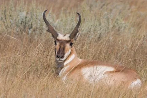 Antelope1b Stock Photos