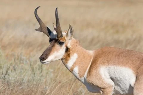 Antelope2b Foto stock