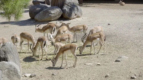 Antelopes 1 Stock Footage 109118194