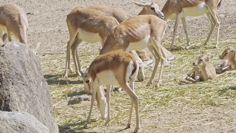 Antelopes 2 Stock Footage 109113646