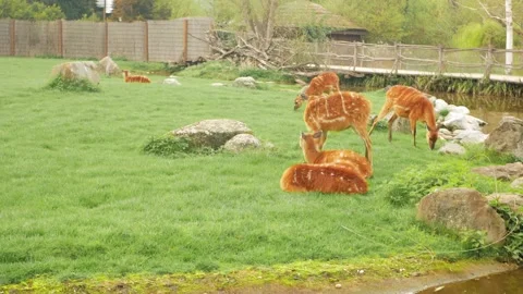 Antelopes are lying, grazing and resting, beautiful rare herd, African sitatunga Stock Footage 240418868