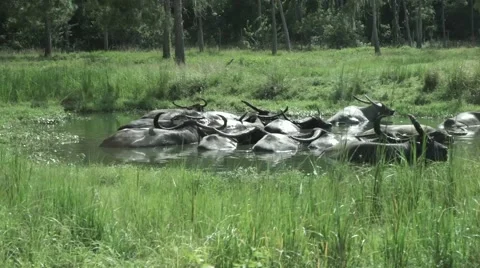 Antelopes bathing in water Stock Footage
