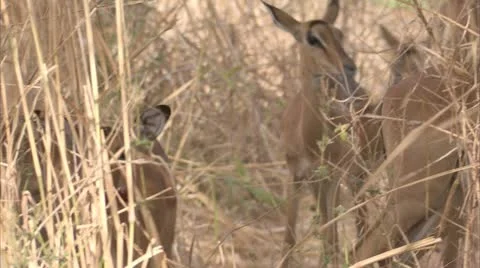 Antelopes between long dry grass. Niassa Reserve, Mozambique. Stock Footage 23769255