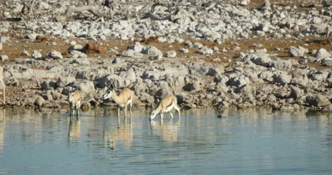 Antelopes drink water Stock Footage 112374215