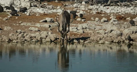 Antelopes drink water Stock Footage 112881659