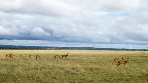 Antelopes Eating Grass in Africa Stock Photos