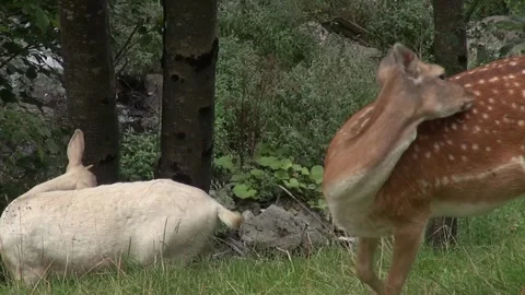 Antelopes eating grass plants white-tailed deer animal mammal nature close Stock Footage 332647082