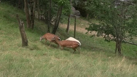 Antelopes eating grass plants white-tailed deer animal mammal nature trees Stock Footage 332647085