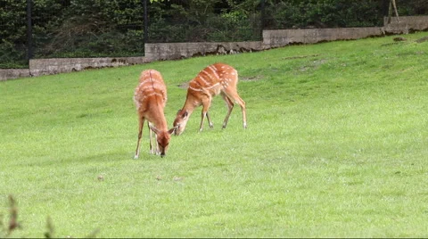Antelopes feeding Stock Footage 47014991