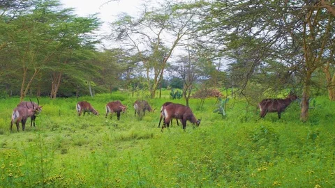 Antelopes feeding Stock Footage 91605165