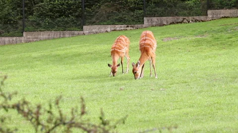 Antelopes feeding on grass Stock Footage 46962899