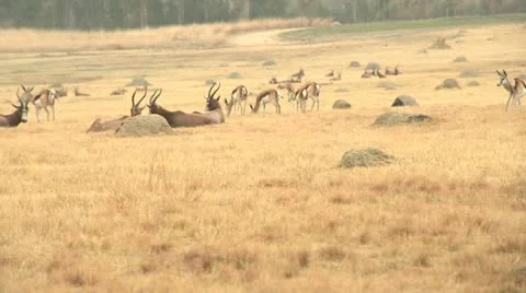 Antelopes Stock Footage 10989082