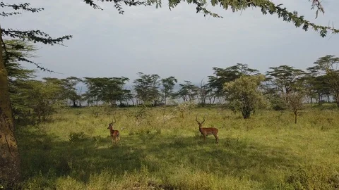 Antelopes Stock Footage 116173738