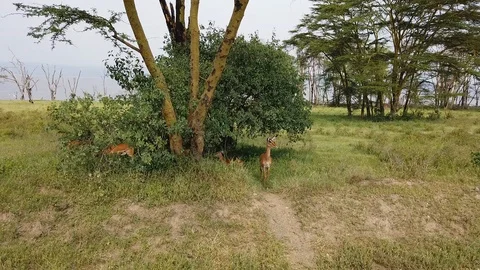 Antelopes Stock Footage 116174841