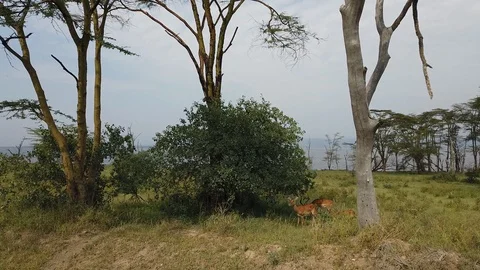 Antelopes Stock Footage 116176619
