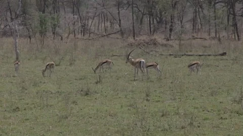 Antelopes Vídeos de archivo 168324360