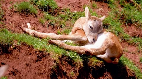 Antelopes in Grassland Stock Footage 310863737