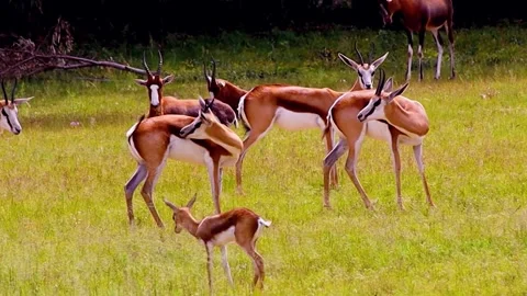 Antelopes in Grassland Stock Footage 310863889