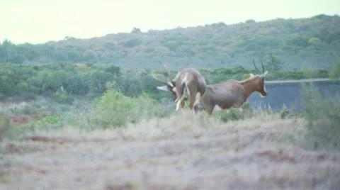 Antelopes in grassland of ranch Video stock 54591400
