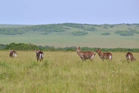 Antelopes graze peacefully in a vast green landscape with rolling hills in the Stock Photos