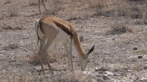 Antelopes graze. springbok Stock-Footage 117162144