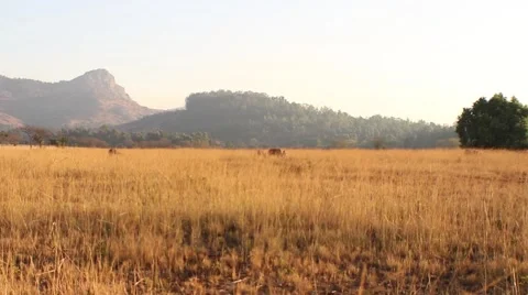 Antelopes grazing in the distance Stock Footage 51722714
