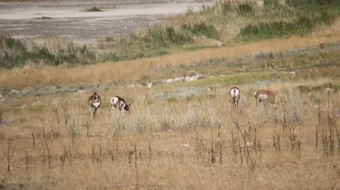 Antelopes grazing Stock Footage 27064211