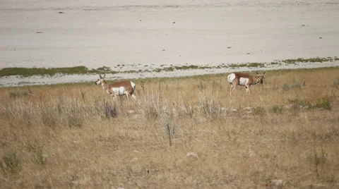 Antelopes grazing Stock Footage 27064244
