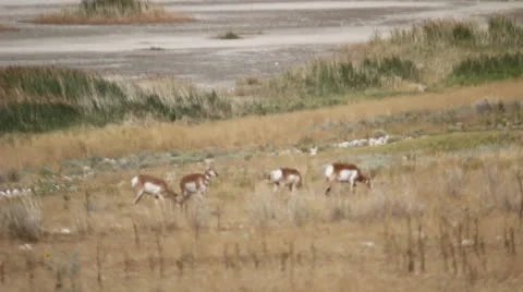 Antelopes grazing Stock Footage 27069013