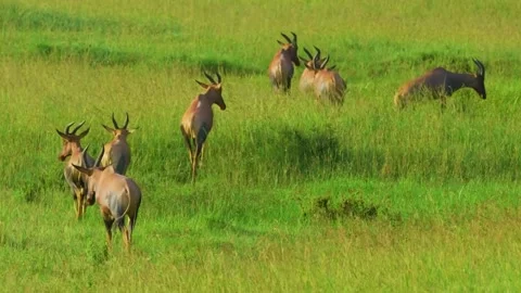  Antelopes Grazing Stock Footage 323140137