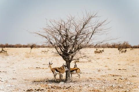 Antelopes hiding in shadow of lonely tree in the desert pan Stock Photos