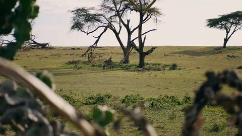 Antelopes Kobus And Springbok Graze On A Green Meadow In The African Savannah Stock Footage 95942871