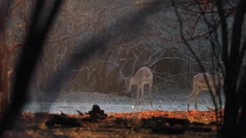 Antelopes in Orange Sunset Forest Stock Footage 321839205