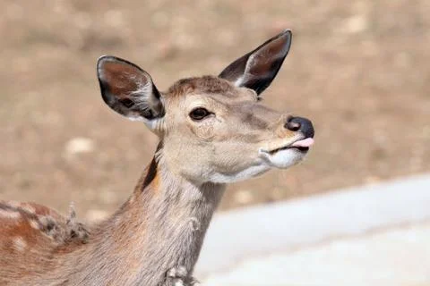 Antelope's portrait Foto stock